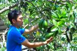 Đăk Lăk: Trồng xen canh cây ăn quả - giải pháp hiệu quả khi cà phê, hồ tiêu xuống giá