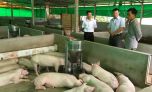 Hà Nội: 95% trại chăn nuôi lợn quy mô lớn sử dụng hầm biogas Hà Nội: 95% trại chăn nuôi lợn quy mô lớn sử dụng hầm biogas