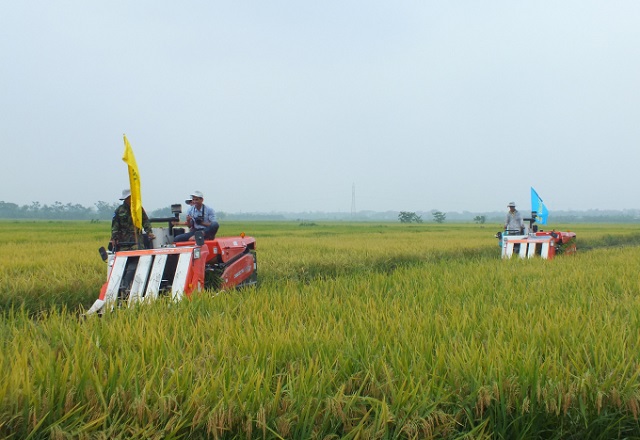 C&aacute;c tỉnh ph&iacute;a Bắc đang bước v&agrave;o vụ thu hoạch l&uacute;a Đ&ocirc;ng - Xu&acirc;n 2019 - 2020