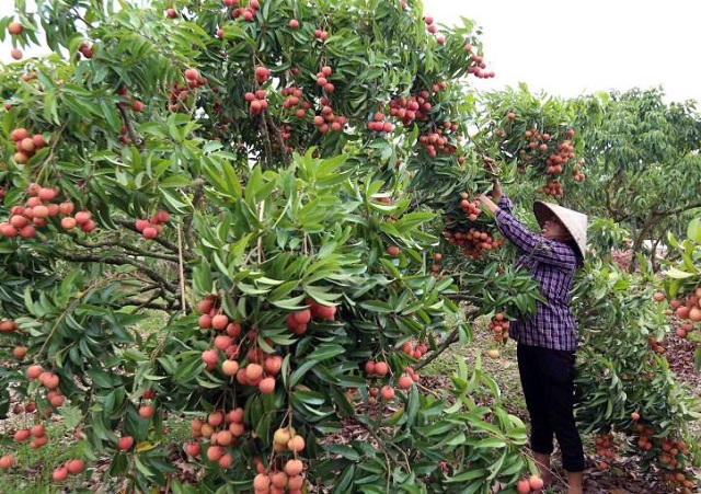 Vải thiều Lục Ngạn đang bắt đầu bước v&agrave;o vụ thu hoạch