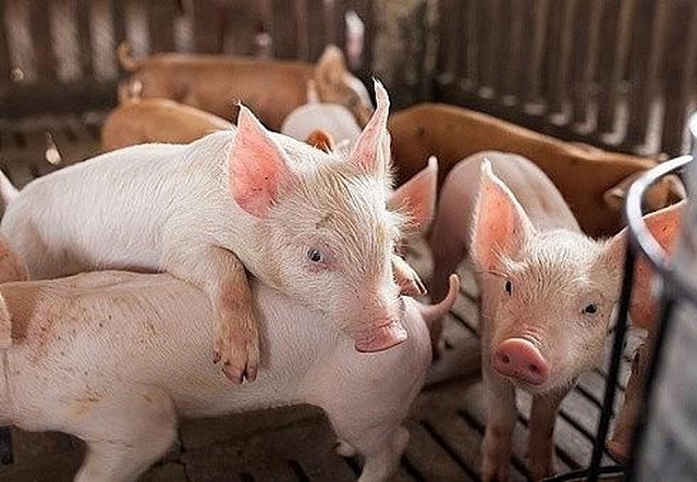 gi&aacute; lợn hơi h&ocirc;m nay