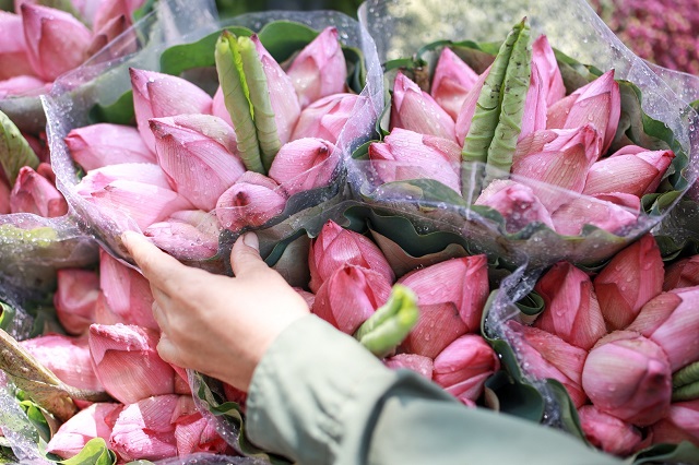 sen h&agrave; nội v&agrave;o m&ugrave;a