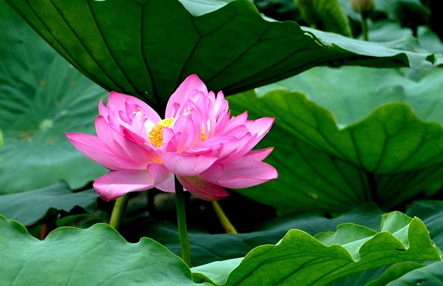 Hoa sen lu&ocirc;n l&agrave; biểu tượng từ bao đời nay của người H&agrave; Nội