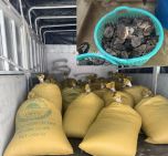 Cà Mau: Điều tra vụ vận chuyển hơn 1,3 tấn Hải sâm, Banh lông trái phép