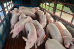 Giá thịt lợn hôm nay 2/6: Chỉ còn một tỉnh duy trì ở đỉnh 100.000 đồng/kg