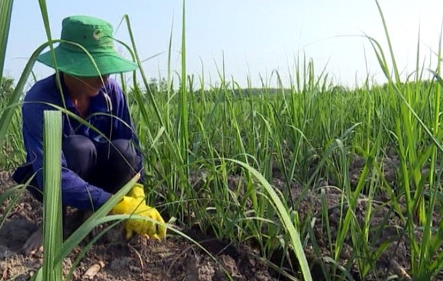 N&ocirc;ng d&acirc;n Hậu Giang chuyển đất m&iacute;a sang trồng c&aacute;c loại c&acirc;y ăn quả c&oacute; gi&aacute; trị kinh tế cao hơn