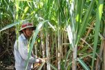 Hậu Giang: Người nông dân 'chán' trồng mía