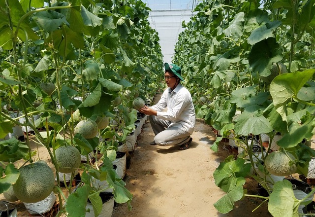 chuyển đổi cơ cấu c&acirc;y trồng th&iacute;ch ứng với biến đổi kh&iacute; hậu