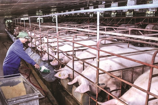 gi&aacute; lợn hơi h&ocirc;m nay 3-6