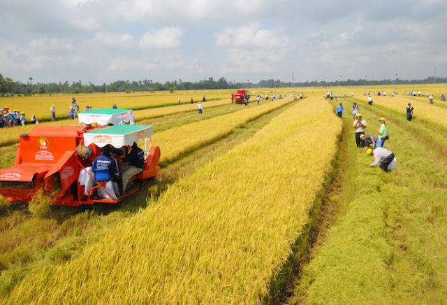 sản xuất giống t&aacute;i cơ cấu lại n&ocirc;ng nghiệp