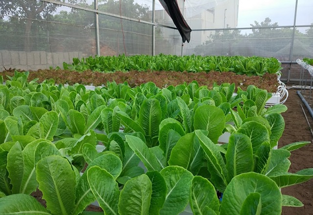 đẩy mạnh sản xuất rau vụ mùa
