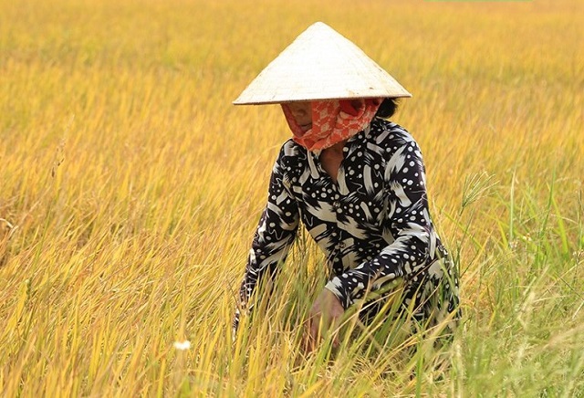 trồng giống l&uacute;a ngon nhất thế giới ở T&acirc;y Nguy&ecirc;n