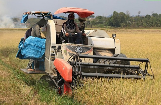 trồng l&uacute;a ngon nhất thế giới ở t&acirc;y nguy&ecirc;n