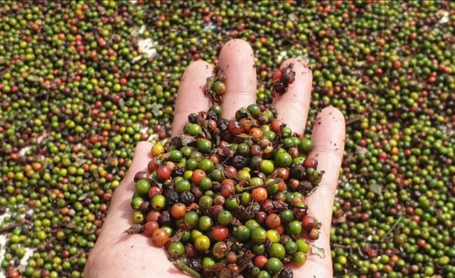 giá hồ tiêu hôm nay 4/6