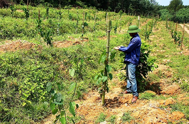 Sơn La thực hiện nhiều mô hình sản xuất thích ứng với biến đổi khí hậu