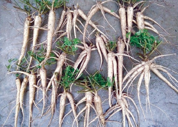 Sâm Báo là sản vật xưa kia chỉ dùng để dâng vua, tiến chúa và đươc mệnh danh là “Đại Việt đệ nhất danh sâm”