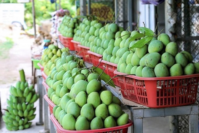 xuất khẩu xo&agrave;i sơn la