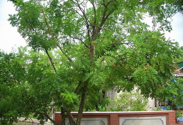 Hoa h&ograve;e l&agrave; một loại dược liệu qu&yacute;, chứa nhiều c&ocirc;ng dụng chữa bệnh kh&aacute;c nhau như hạ nhiệt, cầm m&aacute;u, trĩ, sốt xuất huyết...