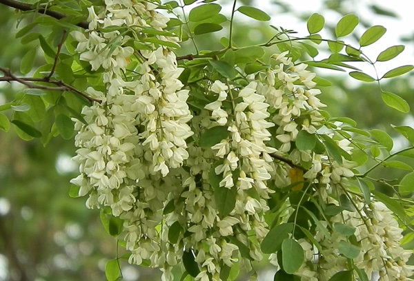 t&aacute;c dụng chữa bệnh của c&acirc;y hoa h&ograve;e