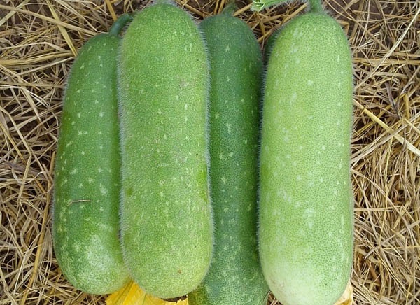 C&aacute;c bộ phận của c&acirc;y b&iacute; đao cho ta nhiều vị thuốc qu&yacute;