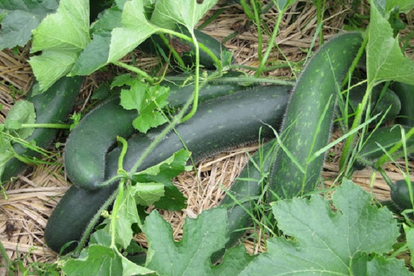 t&aacute;c dụng chữa bệnh của b&iacute; xanh