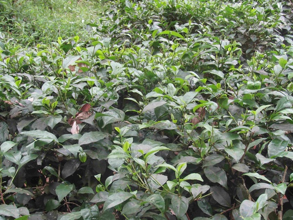 Tr&agrave; G&ograve; Loi đặc sản nổi tiếng một thời của huyện trung du v&agrave; miền n&uacute;i Ho&agrave;i &Acirc;n