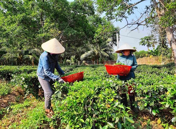 Tr&agrave; G&ograve; Loi đang được c&aacute;c hộ ở Ho&agrave;i &Acirc;n chế biến bằng phương ph&aacute;p thủ c&ocirc;ng v&agrave; bằng m&aacute;y