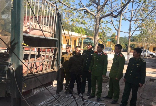 Thực tế cho thấy thời gian qua, lợn sống đang được nhập khẩu ồ ạt từ L&agrave;o, Campuchia, Th&aacute;i Lan v&agrave;o nước ta qua con đường tiểu ngạch