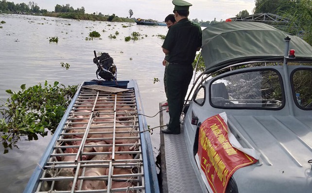 Số heo nhập lậu do Đồn bi&ecirc;n ph&ograve;ng Ph&uacute; Hữu (An Giang) bắt giữ rạng s&aacute;ng 30.5
