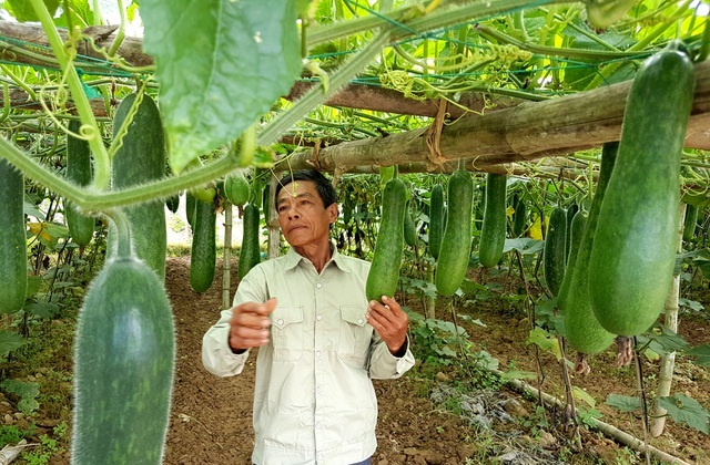 trồng b&iacute; đai cho thu nhập kh&aacute; ở cần thơ