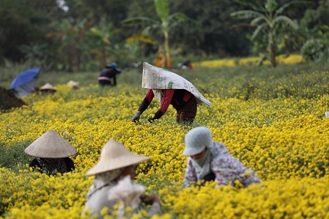 C&uacute;c chi được người d&acirc;n địa phương trồng lấy hoa l&agrave;m dược liệu, hoặc d&ugrave;ng để pha tr&agrave;