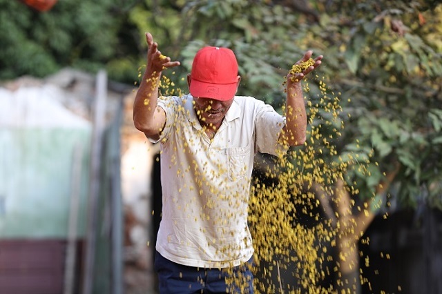 tr&agrave; hoa c&uacute;c kh&ocirc; Nghĩa Trai