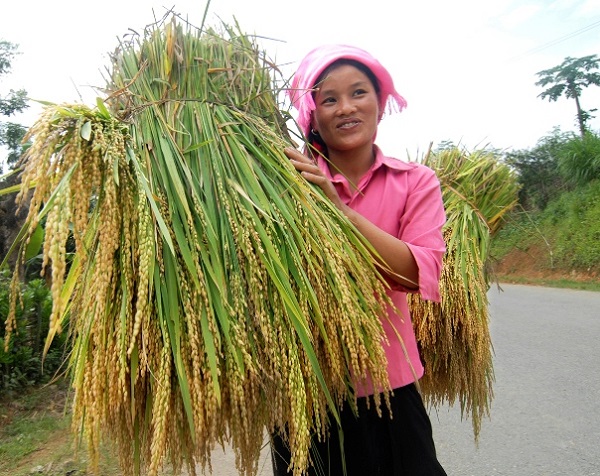 Nếp T&uacute; Lệ nổi tiếng thơm ngon khắp v&ugrave;ng T&acirc;y Bắc
