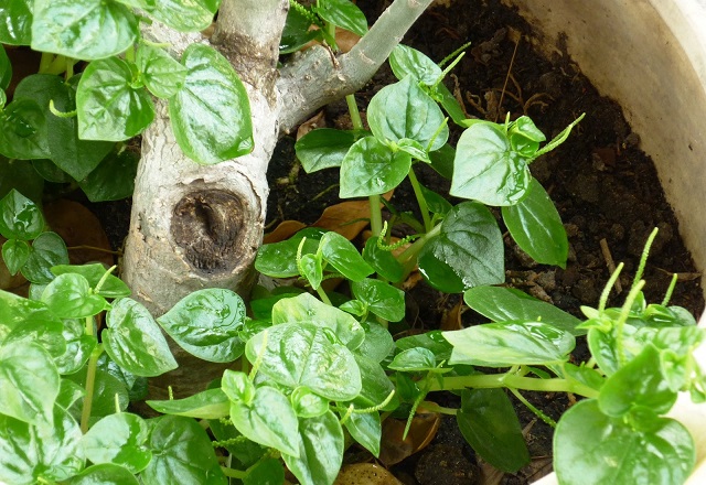 Kh&ocirc;ng chỉ l&agrave; thứ rau ăn ngon miệng, rau c&agrave;ng cua c&ograve;n được d&ugrave;ng l&agrave;m vị thuốc