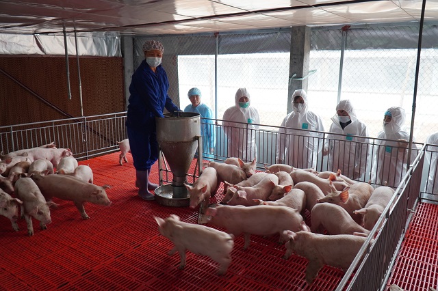 gí thịt lợn hôm nay 9/6