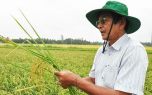 Xây dựng mô hình trình diễn và nhân rộng sản xuất giống lúa ST 24 trên địa bàn tỉnh Bạc Liêu