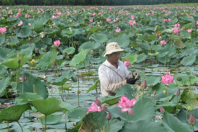 trồng sen ở Quảng Trị