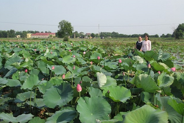 trồng sen ở Quảng Trị