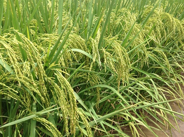 trồng l&uacute;a ST 24 ở Bạc Li&ecirc;u