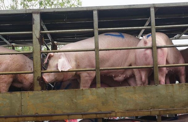 nhập khẩu thịt lợn sống