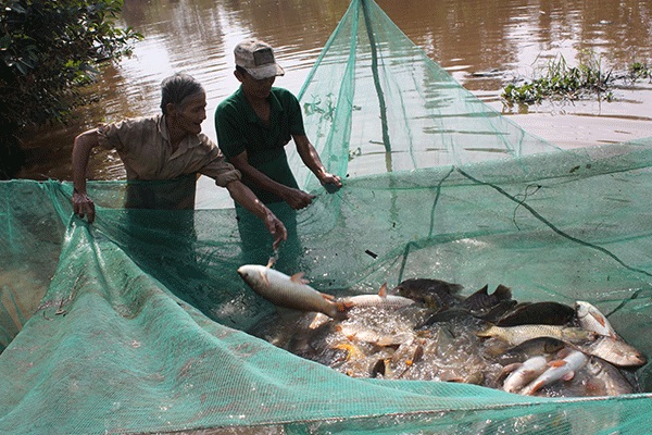 Do nhiều nguy&ecirc;n nh&acirc;n dẫn đến nguồn lợi c&aacute; đồng ng&agrave;y c&agrave;ng suy giảm