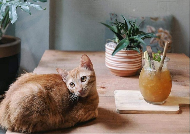 Rất nhiều qu&aacute;n kinh doanh đồ uống đ&atilde; hướng ứng phong tr&agrave;o sống xanh &ldquo;n&oacute;i kh&ocirc;ng&rdquo; với r&aacute;c thải nhựa