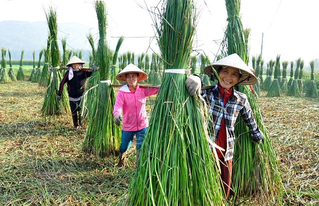thu hoạch c&oacute;i ở l&agrave;ng nghề Ho&agrave;i Nhơn