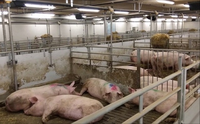 gi&aacute; thịt lợn h&ocirc;m nay 10/6