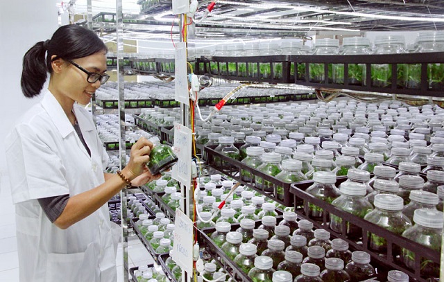 sản xuất giống cây trồng