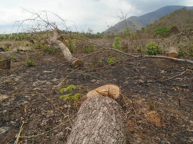 Xử l&yacute; nghi&ecirc;m t&igrave;nh trạng hủy hoại c&acirc;y rừng bằng h&oacute;a chất ở B&igrave;nh Thuận