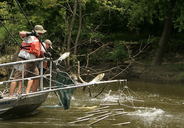 ngăn chặn đ&aacute;nh bắt c&aacute; bằng xung điện