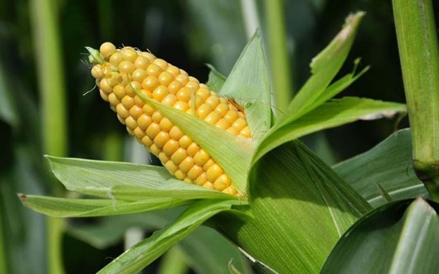 trồng ng&ocirc; ngọt ở SiMaCai