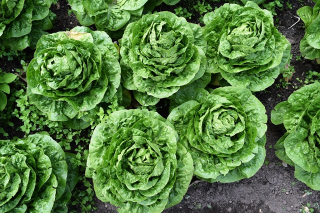 LocalGap bộ ti&ecirc;u chuẩn n&acirc;ng tầm n&ocirc;ng sản Việt