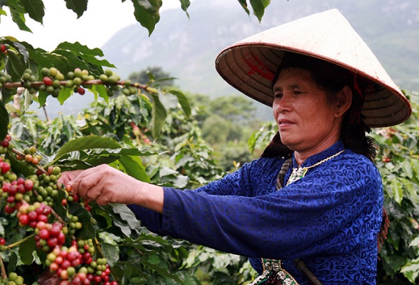 Chất lượng cà phê Mường Ảng được người tiêu dùng đánh giá cao